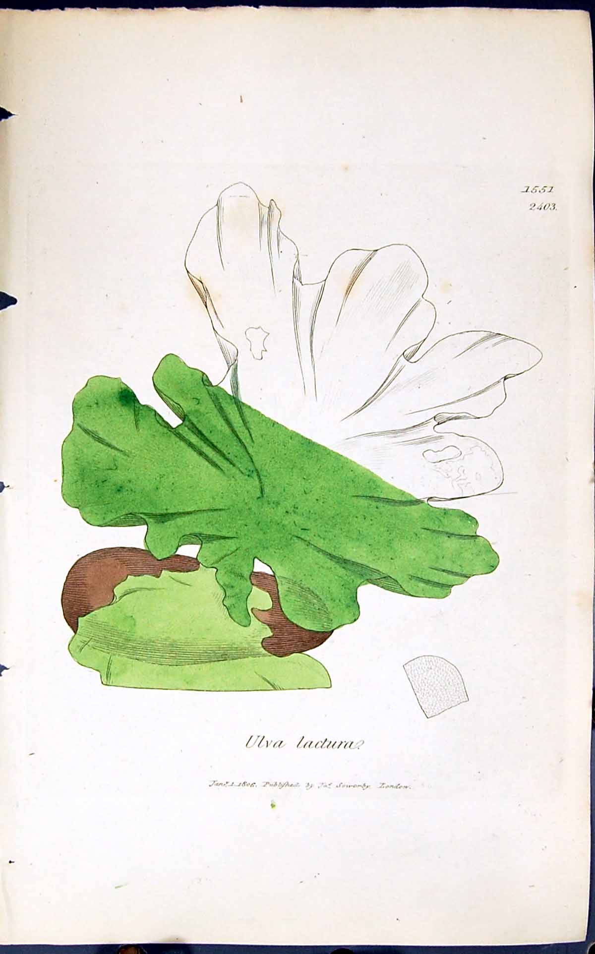 Old Antique Print Ulva Lactura 1847 British Plants Sowerby Smith Colour 19th