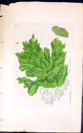 Old Antique Print Ulva Bullesa 1847 British Plants Sowerby Smith Colour 19th