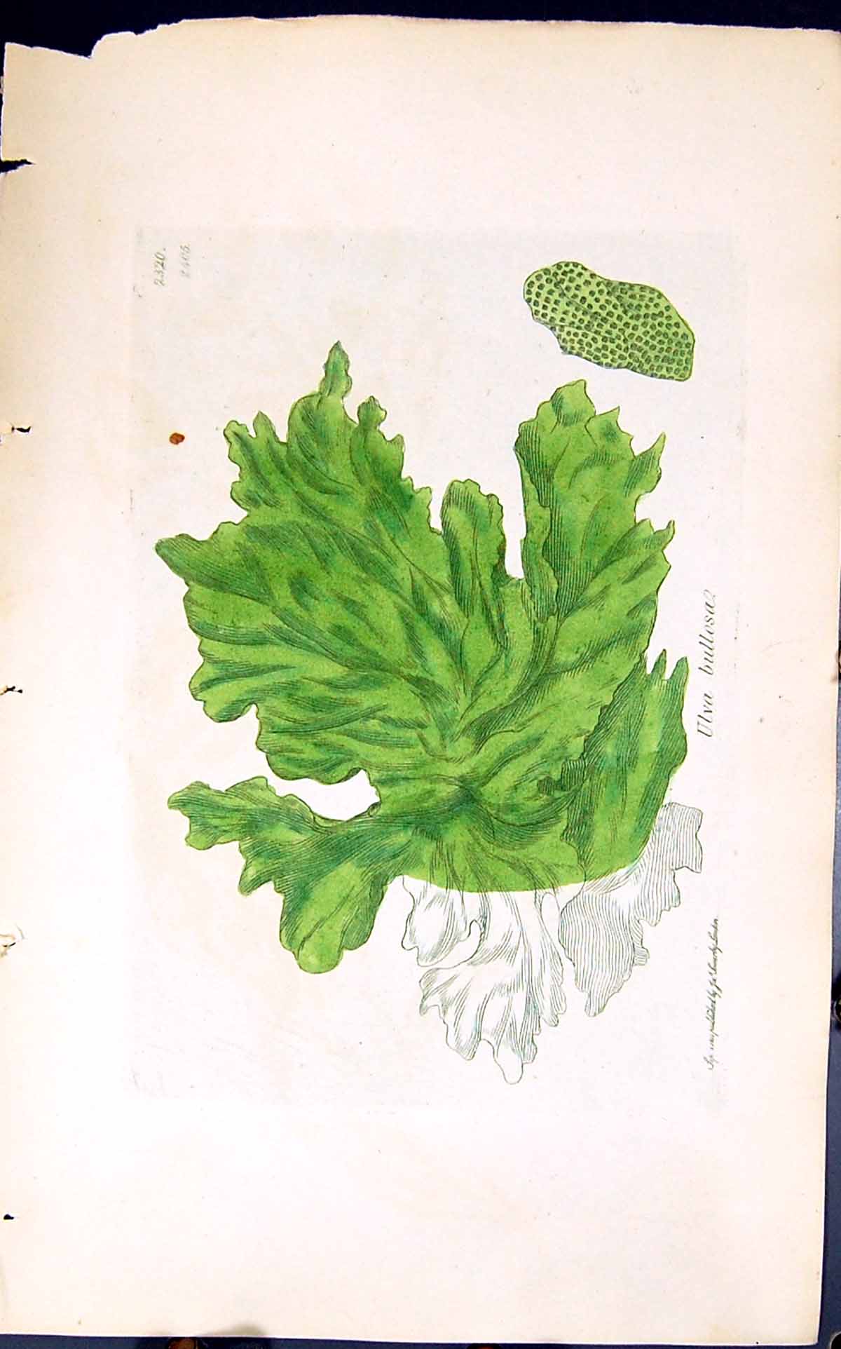 Old Antique Print Ulva Bullesa 1847 British Plants Sowerby Smith Colour 19th