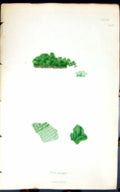 Original Old Antique Print Ulva Crispa 1847 British Plants Sowerby Smith Colour