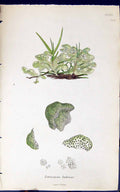 Antique Old Print Tetraspora Lubrica 1847 British Plants Sowerby Smith Colour