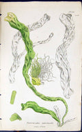 Antique Old Print Enteromorpha Intestinalis 1847 British Plants Sowerby Smith