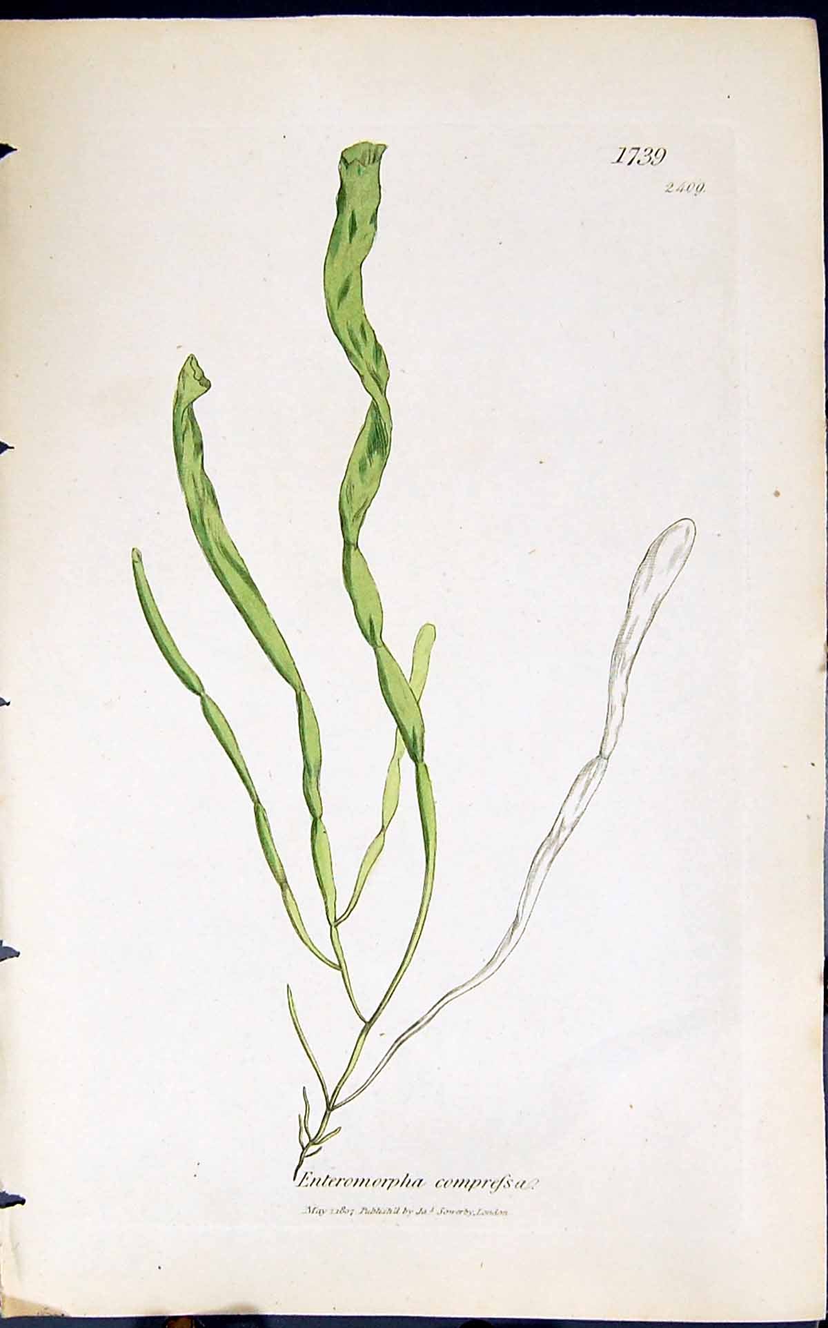 Antique Old Print Enteromorpha Compressa 1847 British Plants Sowerby Smith 19th