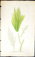 Antique Old Print Enteromorpha Clathrata 1847 British Plants Sowerby Smith 19th