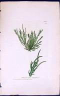 Antique Old Print Enteromorpha Rammulesa 1847 British Plants Sowerby Smith 19th
