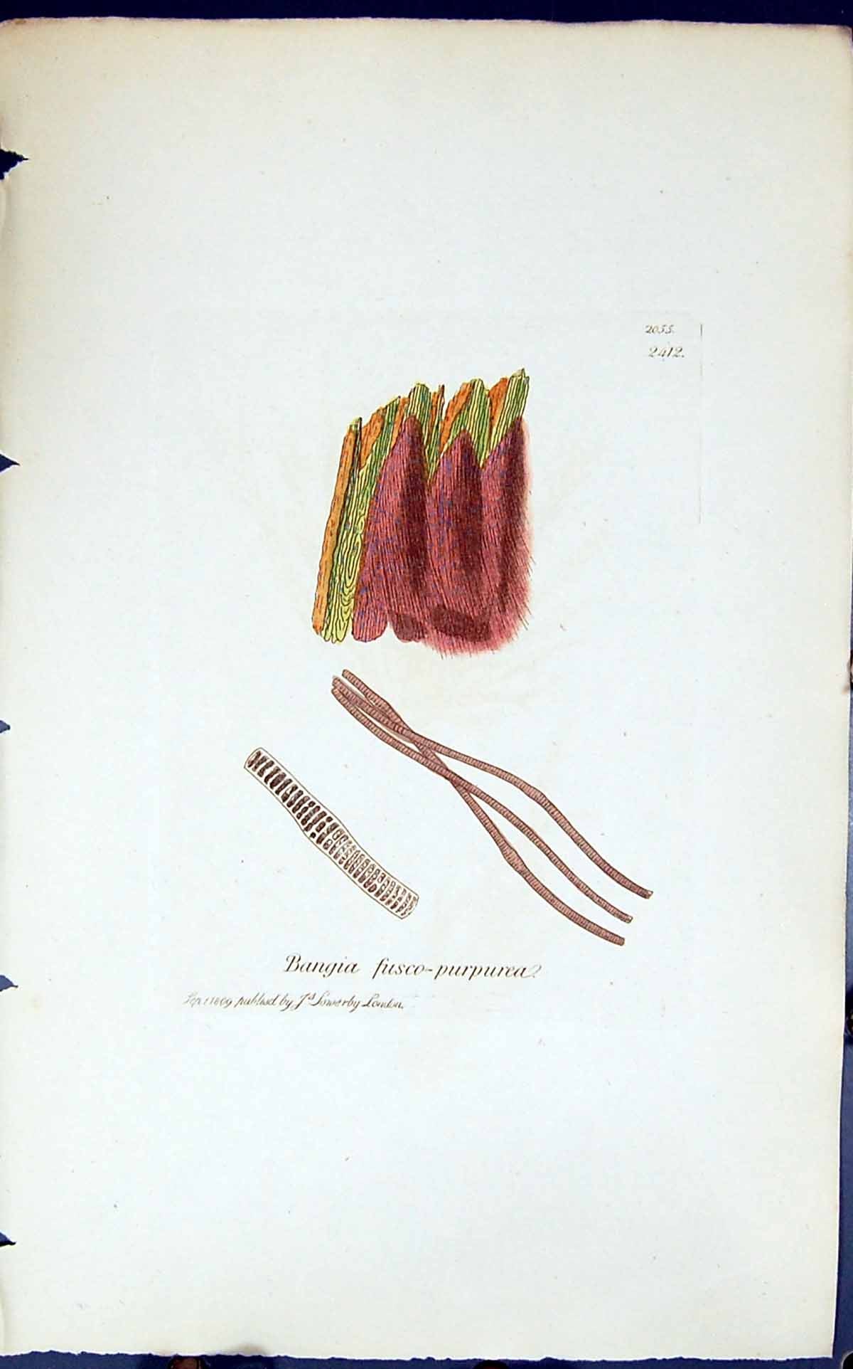 Old Print Bangia Fusco-Purpurea 1847 British Plants Sowerby Smith Colour 19th