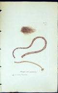 Antique Print Bangia Atro-Purpurea 1847 British Plants Sowerby Smith Colour