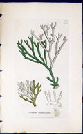 Antique Old Print Codium Tomentosum 1847 British Plants Sowerby Smith Colour