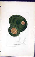 Old Antique Print Codium Bursa 1847 British Plants Sowerby Smith Colour 19th