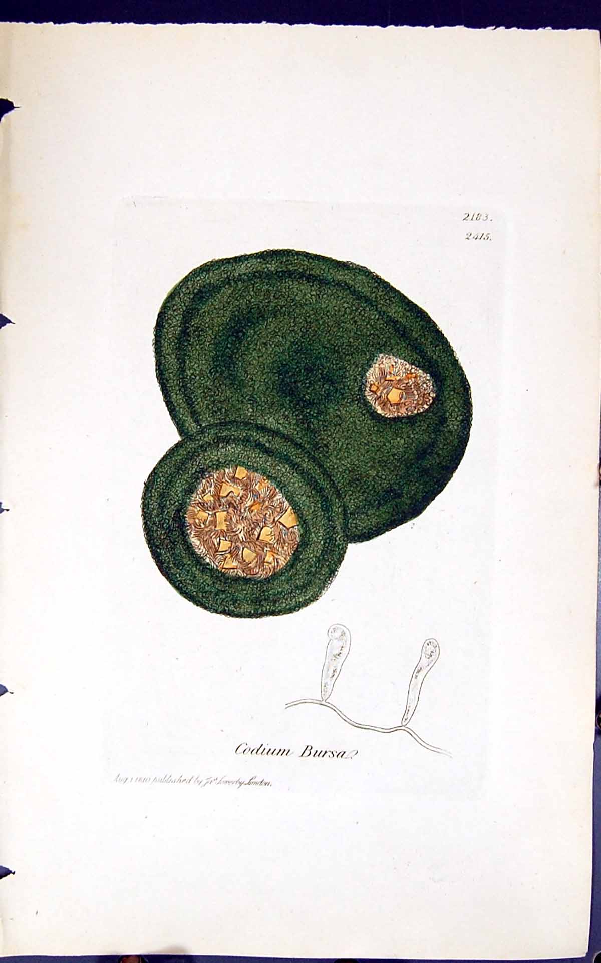 Old Antique Print Codium Bursa 1847 British Plants Sowerby Smith Colour 19th
