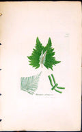 Antique Old Print Byropsis Plumosa 1847 British Plants Sowerby Smith Colour