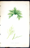 Antique Old Print Bryopsis Hypnoides 1847 British Plants Sowerby Smith Colour