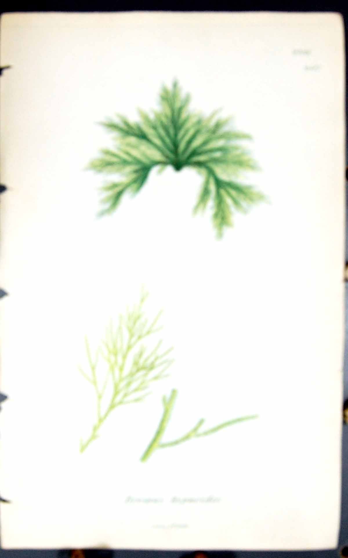 Antique Old Print Bryopsis Hypnoides 1847 British Plants Sowerby Smith Colour