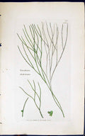 Antique Print Vaucheria Dichotoma 1847 British Plants Sowerby Smith Colour 19th