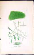 Antique Old Print Vaucheria Sessilis 1847 British Plants Sowerby Smith Colour