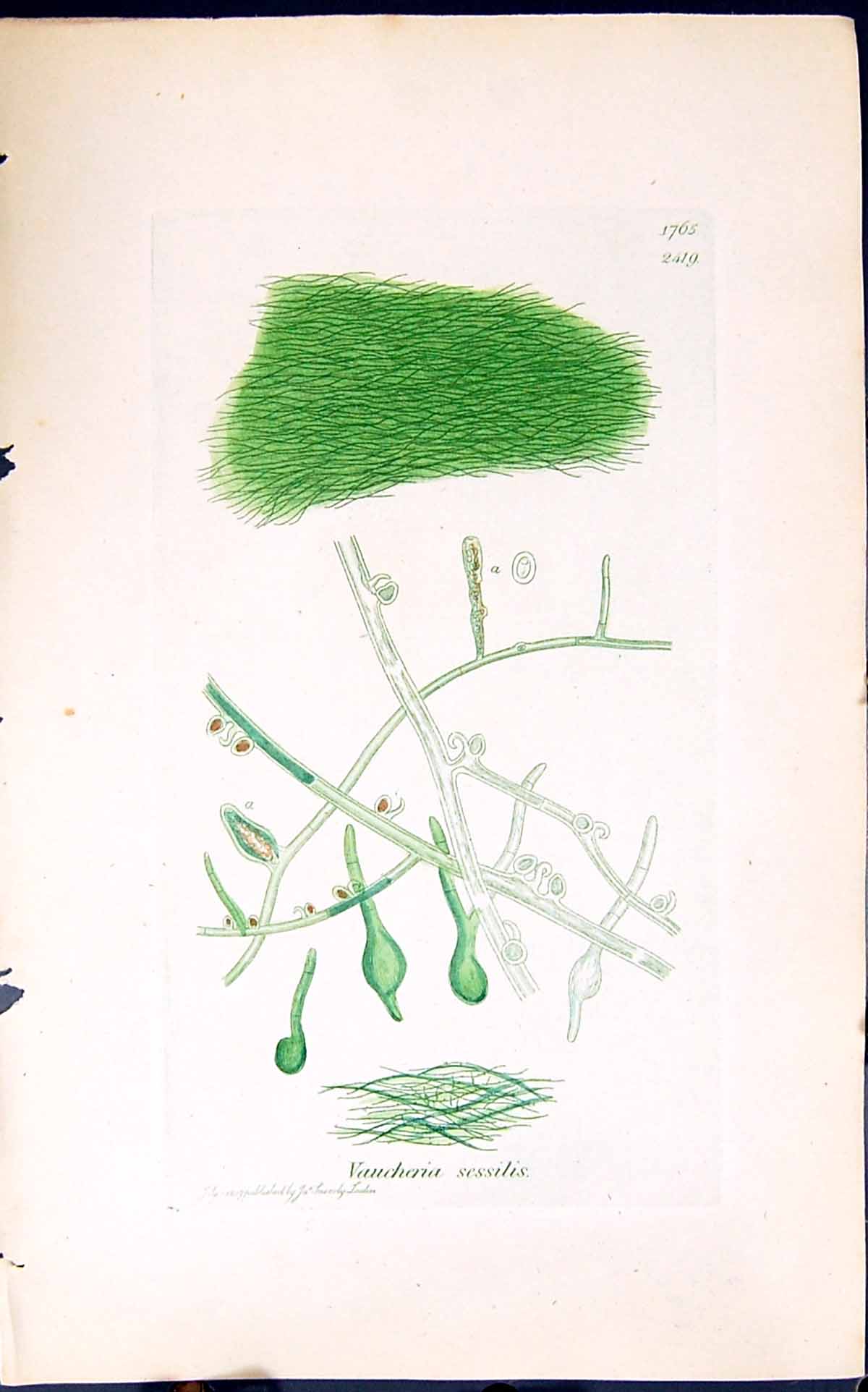 Antique Old Print Vaucheria Sessilis 1847 British Plants Sowerby Smith Colour