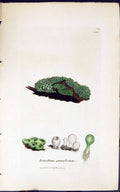 Antique Print Botrydium Granulosum 1847 British Plants Sowerby Smith Colour