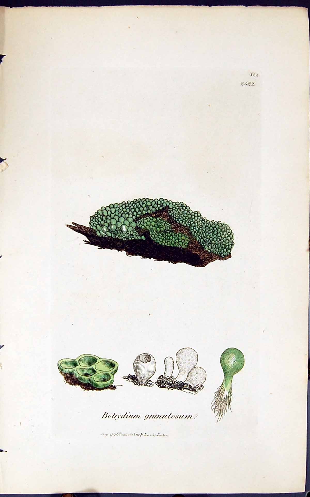 Antique Print Botrydium Granulosum 1847 British Plants Sowerby Smith Colour