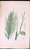Antique Print Lemania Fluviatilis 1847 British Plants Sowerby Smith Colour 19th