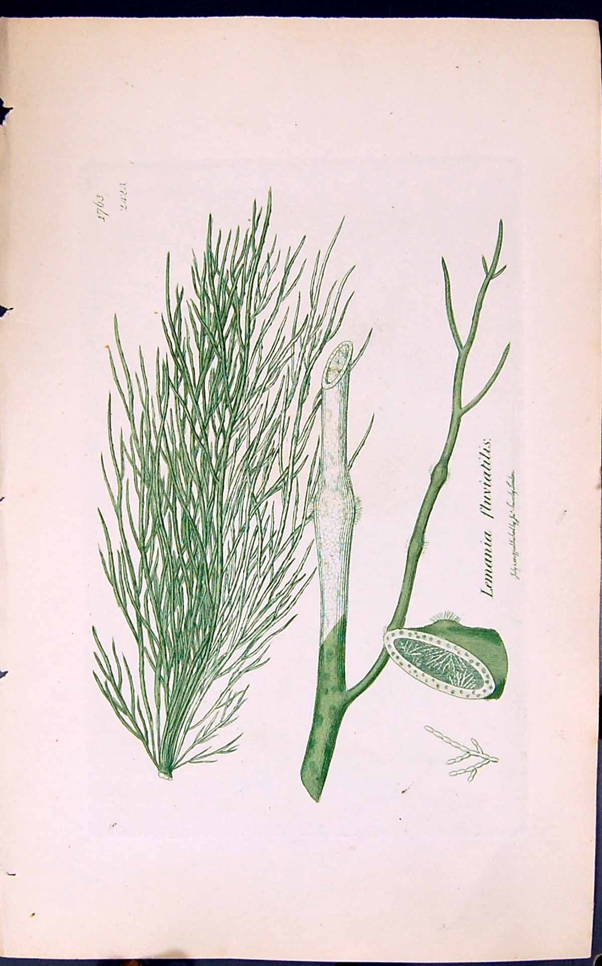 Antique Print Lemania Fluviatilis 1847 British Plants Sowerby Smith Colour 19th