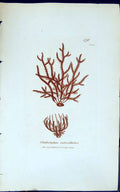 Antique Print Cladostephus Verticcillatus 1847 British Plants Sowerby Smith