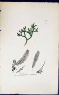 Antique Old Print Cladostephus Spongiosus 1847 British Plants Sowerby Smith