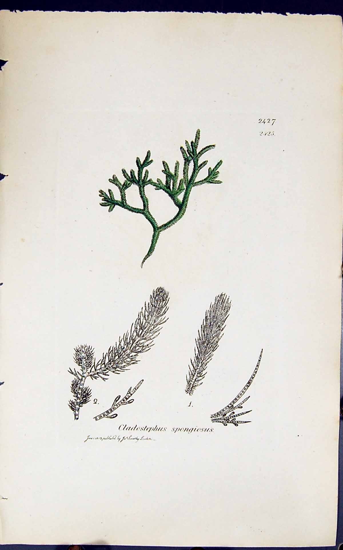 Antique Old Print Cladostephus Spongiosus 1847 British Plants Sowerby Smith