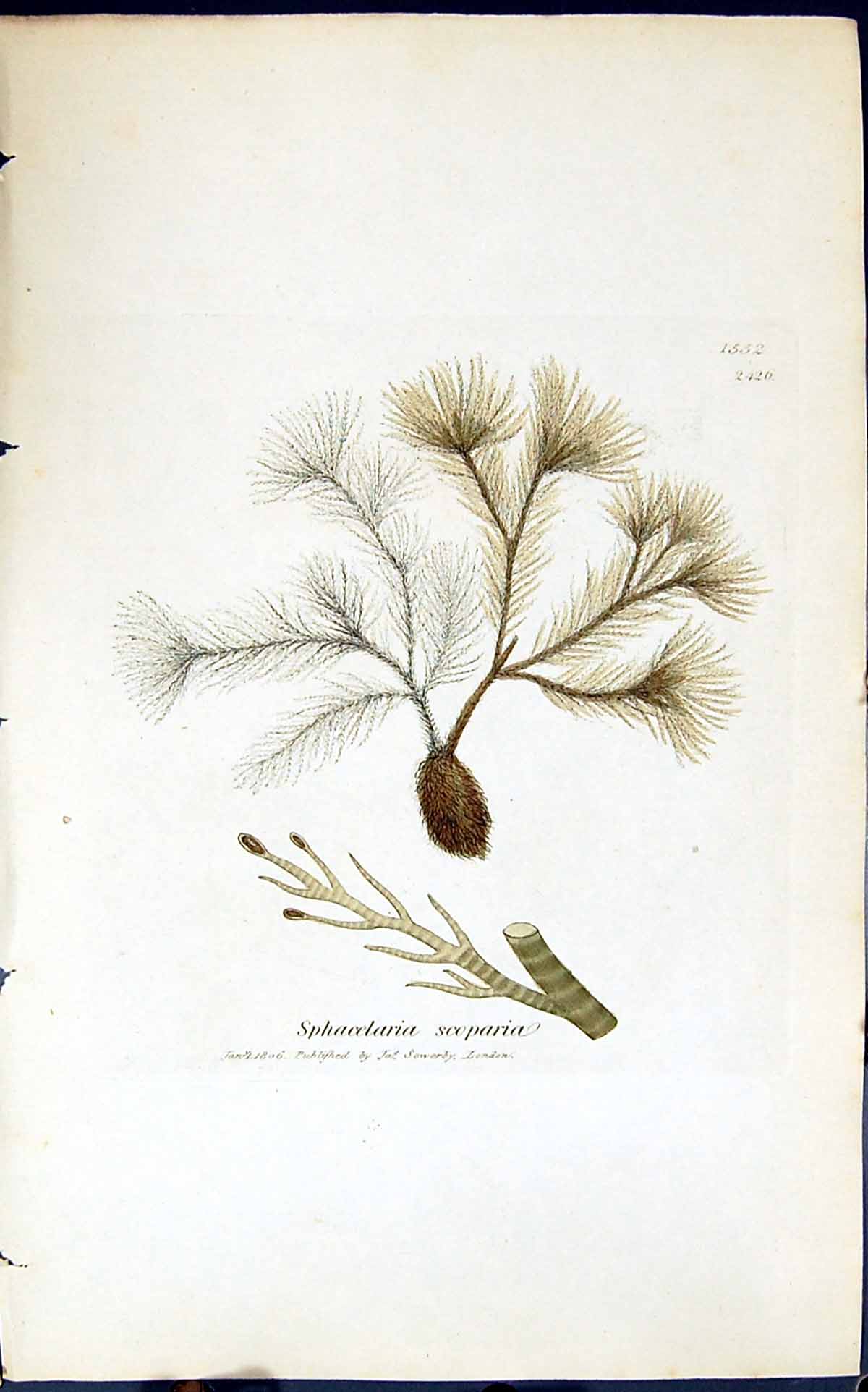 Antique Print Sphacelaria Scoparia 1847 British Plants Sowerby Smith Colour