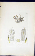 Antique Print Sphacelaria Plumosa 1847 British Plants Sowerby Smith Colour 19th