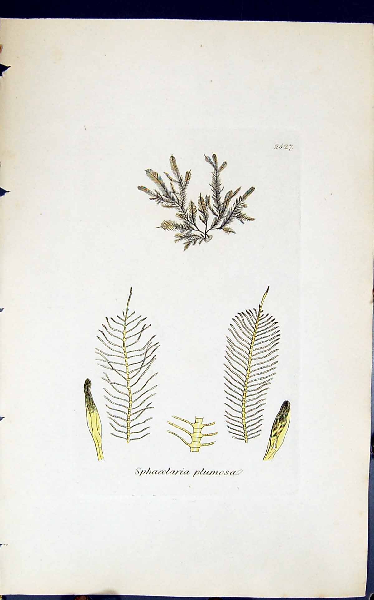 Antique Print Sphacelaria Plumosa 1847 British Plants Sowerby Smith Colour 19th