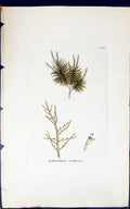 Antique Print Sphacelaria Cirrhosa 1847 British Plants Sowerby Smith Colour