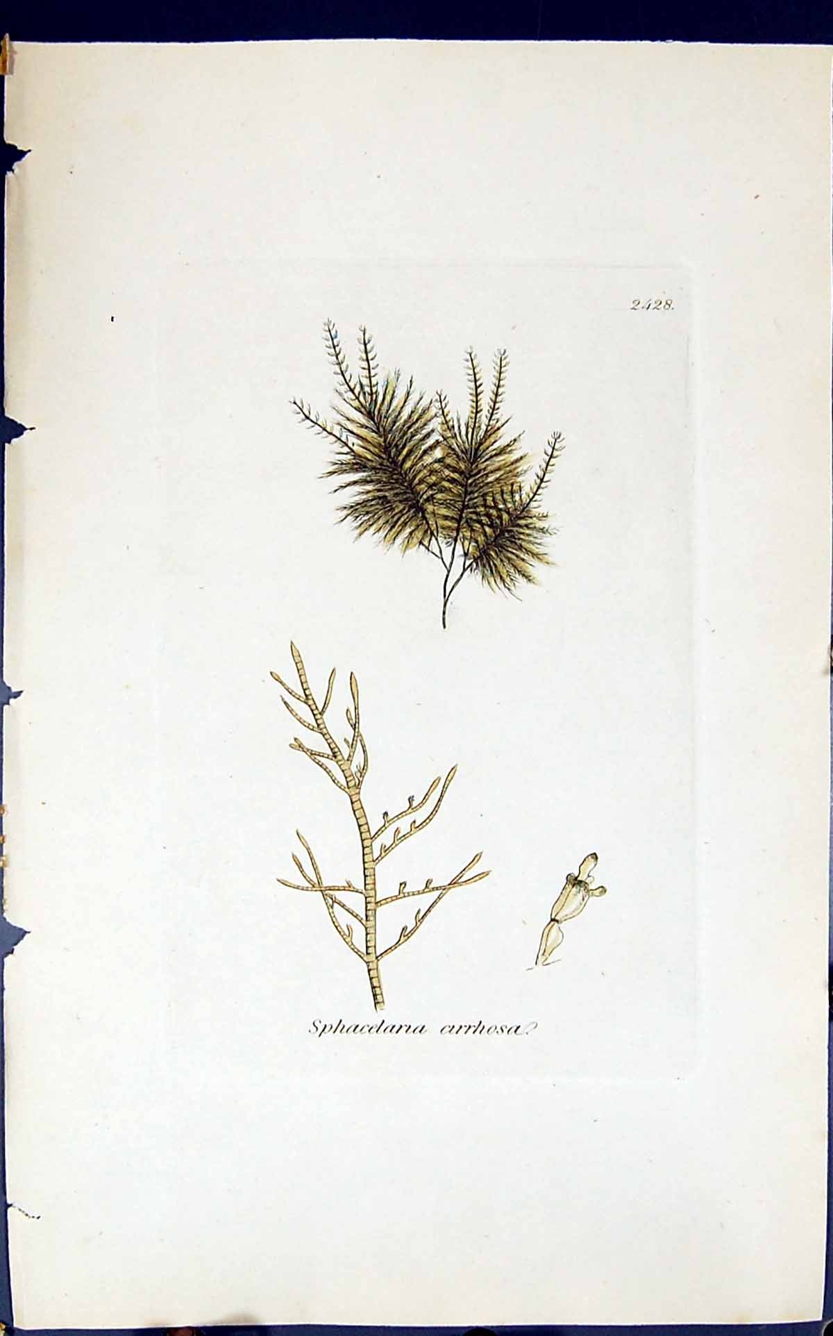 Antique Print Sphacelaria Cirrhosa 1847 British Plants Sowerby Smith Colour