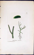 Old Print Sphacelaria Olivaceoe 1847 British Plants Sowerby Smith Colour 19th