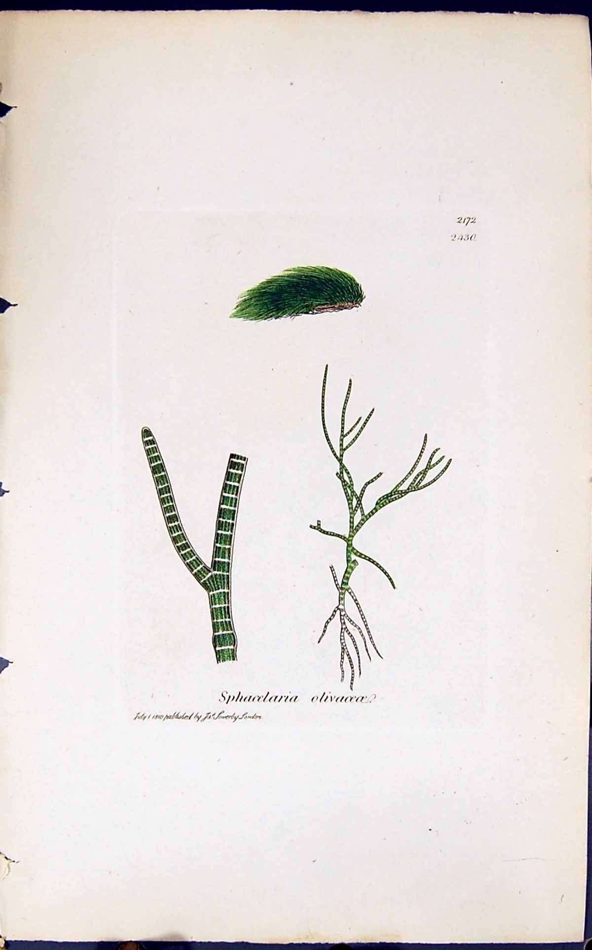 Old Print Sphacelaria Olivaceoe 1847 British Plants Sowerby Smith Colour 19th