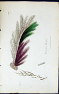 Old Print Ectocarpus Littoralis 1847 British Plants Sowerby Smith Colour 19th