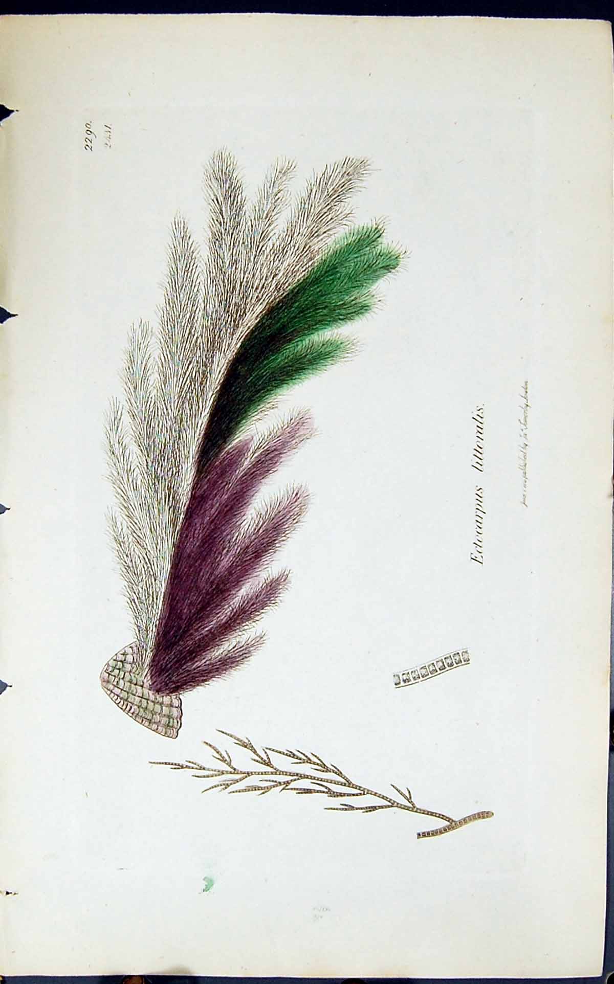 Old Print Ectocarpus Littoralis 1847 British Plants Sowerby Smith Colour 19th