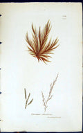 Antique Old Print Eclocarpus Siliculosus 1847 British Plants Sowerby Smith 19th