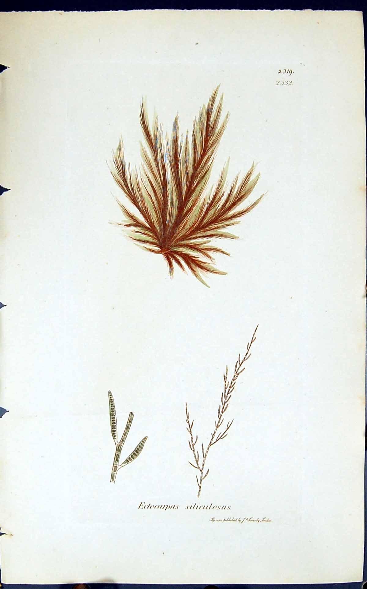 Antique Old Print Eclocarpus Siliculosus 1847 British Plants Sowerby Smith 19th