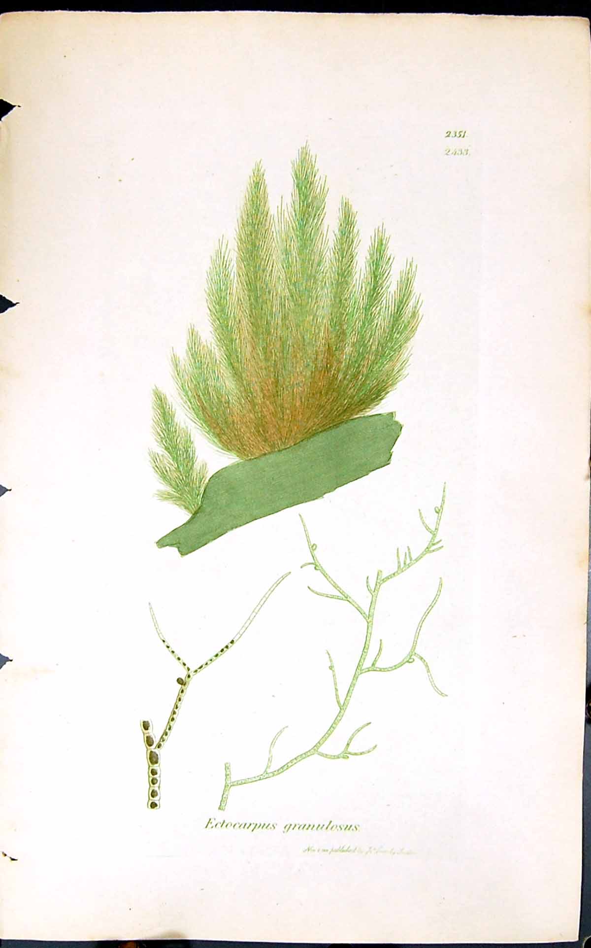 Old Print Ectocarpus Granulosus 1847 British Plants Sowerby Smith Colour 19th