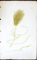 Antique Print Ectocarpus Brachiata 1847 British Plants Sowerby Smith Colour