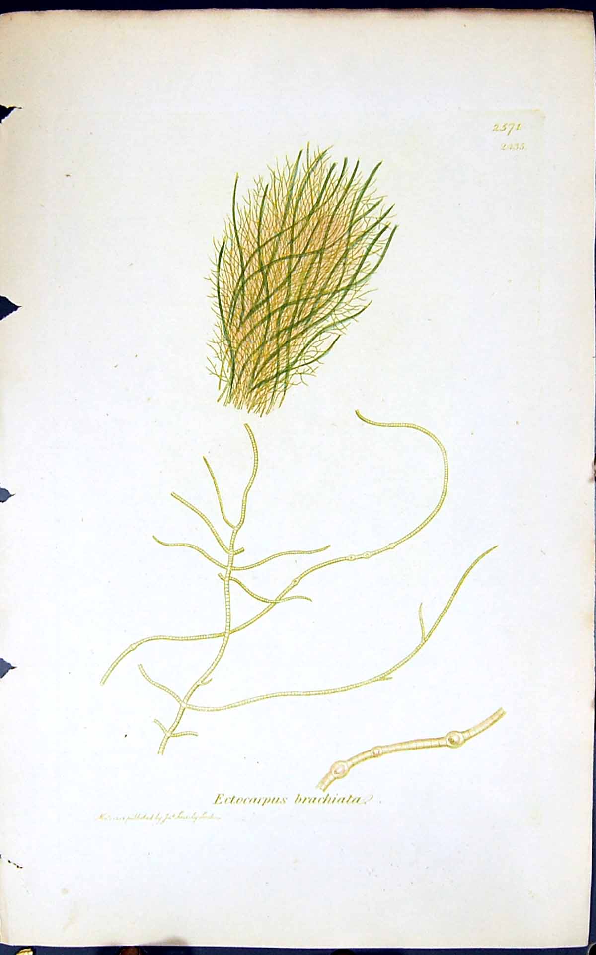 Antique Print Ectocarpus Brachiata 1847 British Plants Sowerby Smith Colour