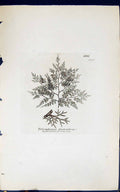 Antique Old Print Polysiphonia Fruticulosa 1847 British Plants Sowerby Smith