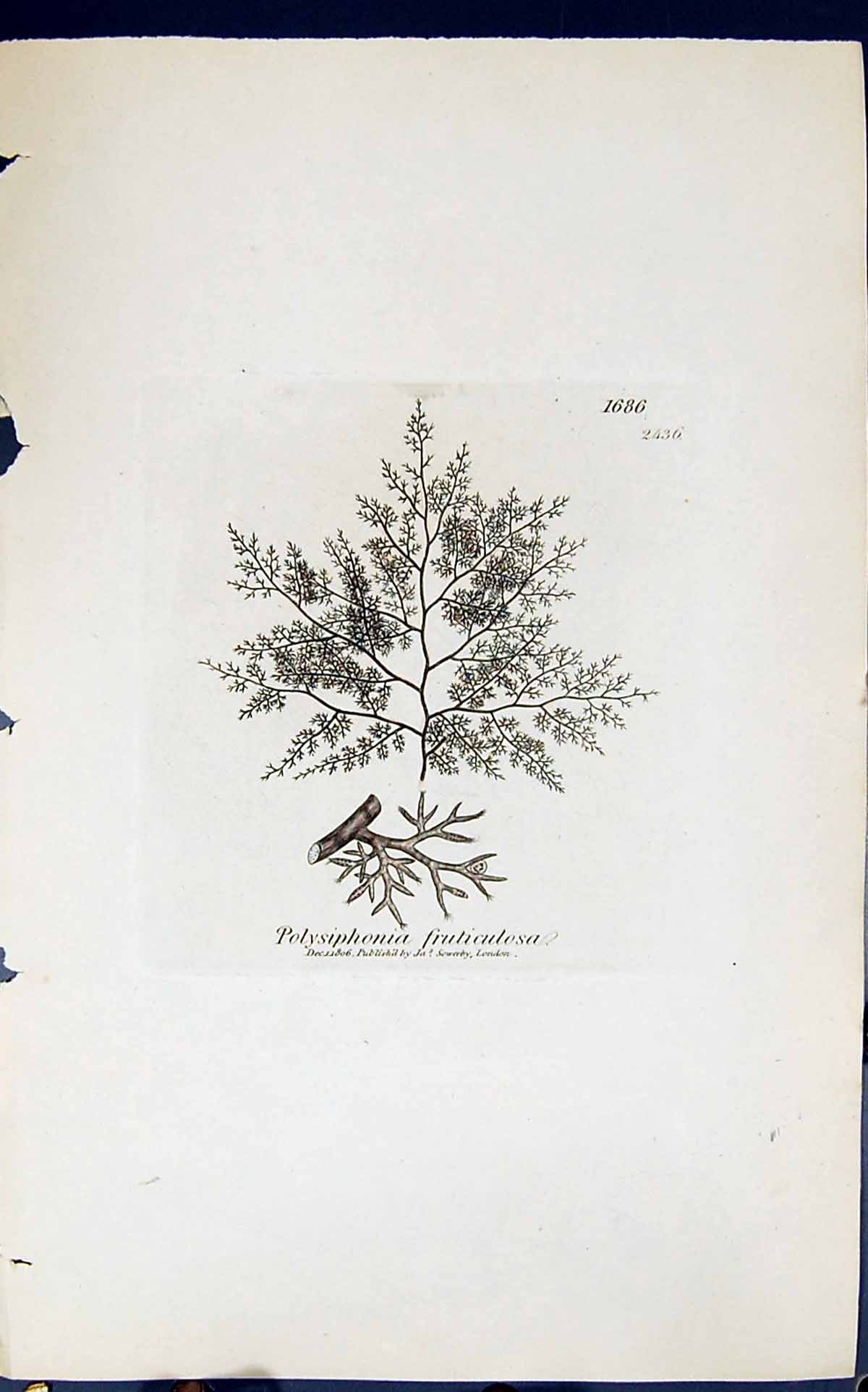 Antique Old Print Polysiphonia Fruticulosa 1847 British Plants Sowerby Smith