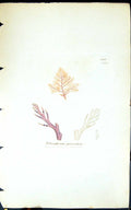 Antique Old Print Polysiphonia Parasitica 1847 British Plants Sowerby Smith