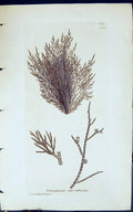 Antique Print Polysiphonia Atro-Rubescens 1847 British Plants Sowerby Smith
