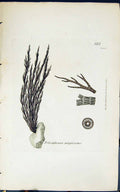 Antique Old Print Polysiphonia Migrescens 1847 British Plants Sowerby Smith