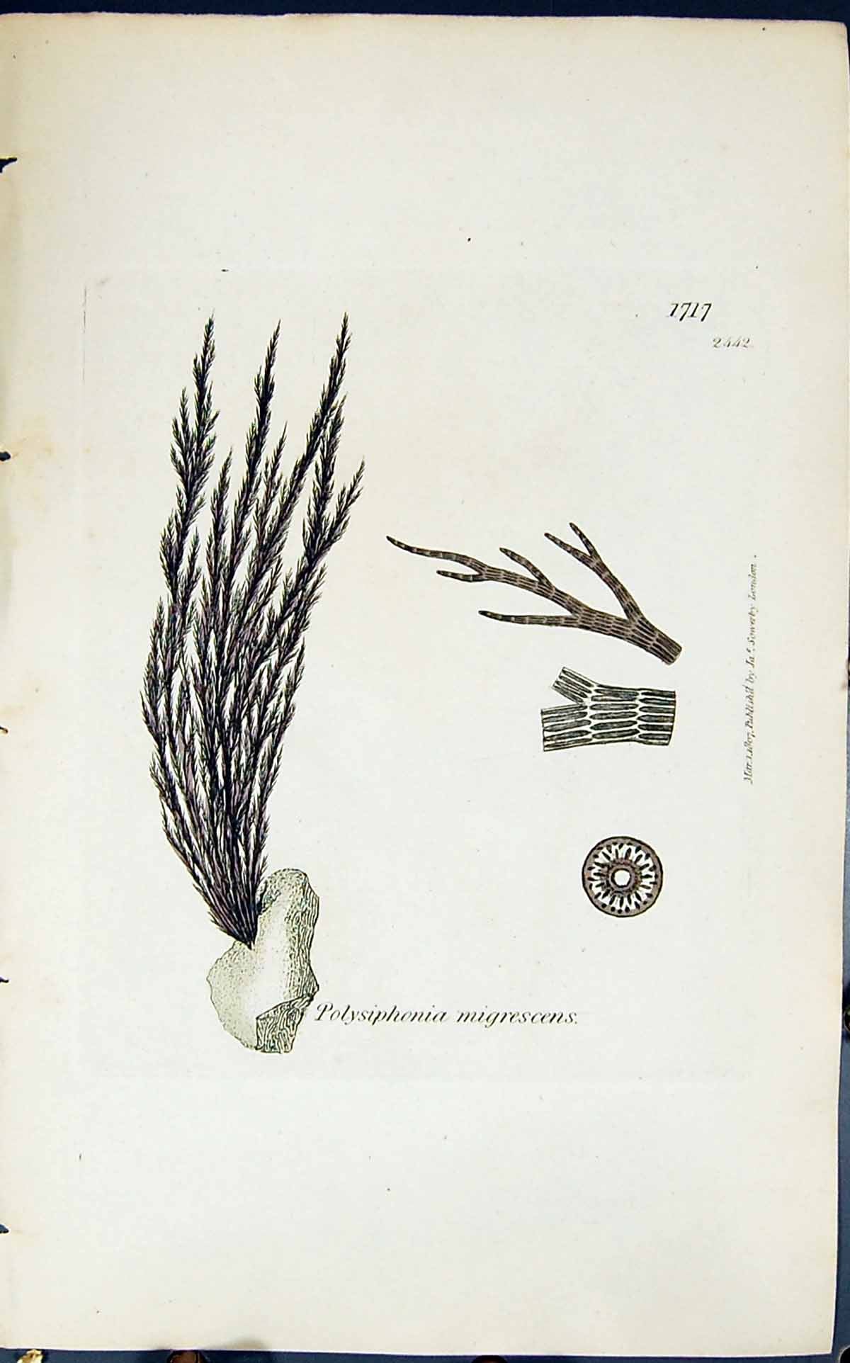 Antique Old Print Polysiphonia Migrescens 1847 British Plants Sowerby Smith