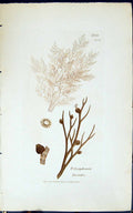 Old Print Polysiphonia Fucoides 1847 British Plants Sowerby Smith Colour 19th