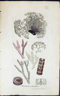 Antique Old Print Polysiphonia Polymorpha 1847 British Plants Sowerby Smith