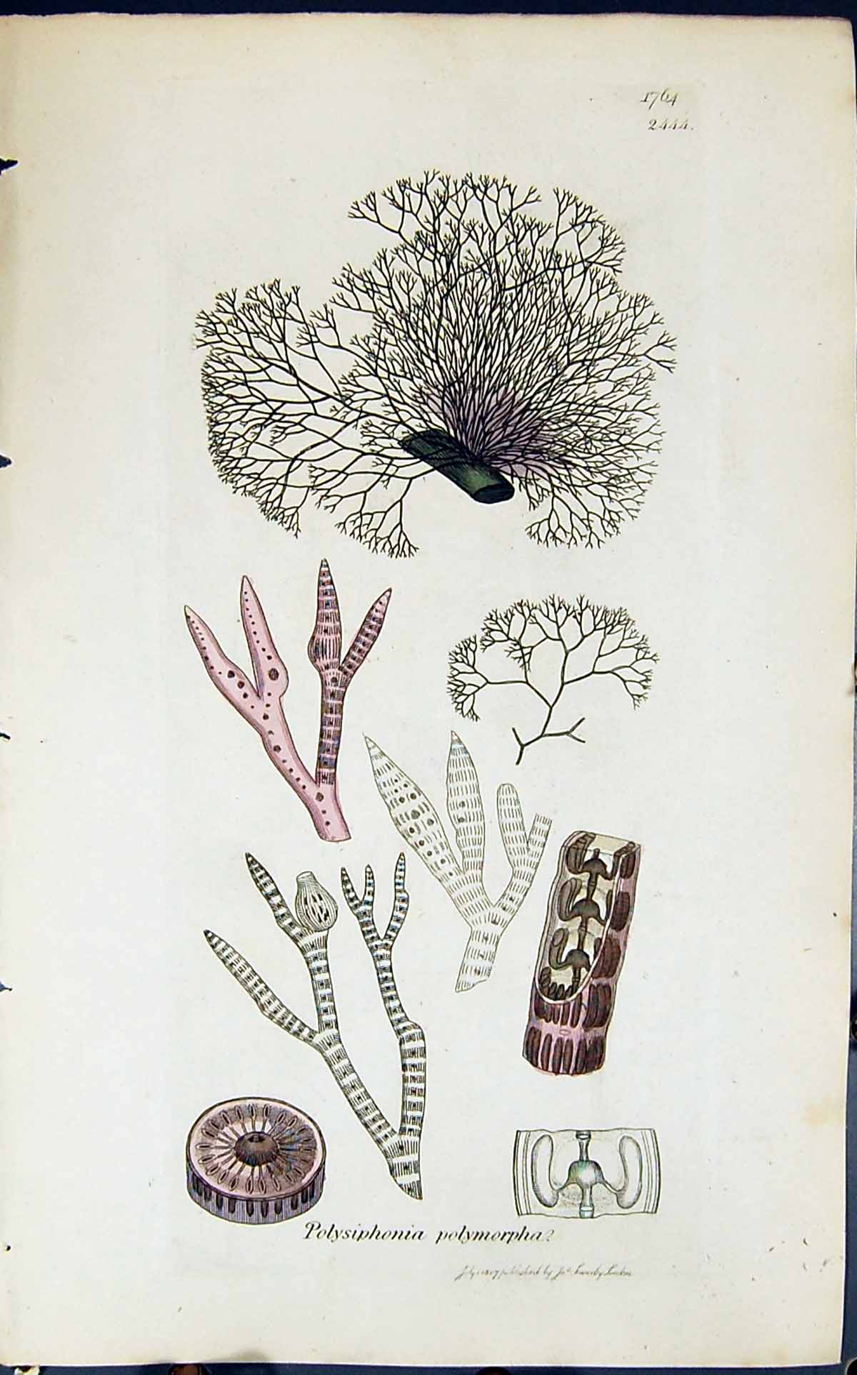 Antique Old Print Polysiphonia Polymorpha 1847 British Plants Sowerby Smith